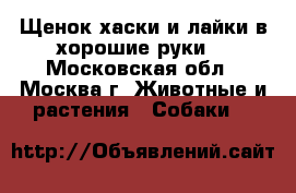 Щенок хаски и лайки в хорошие руки  - Московская обл., Москва г. Животные и растения » Собаки   